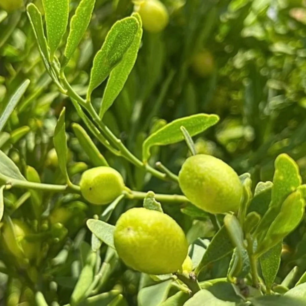 Desert Limes OutBack Bites product image 2