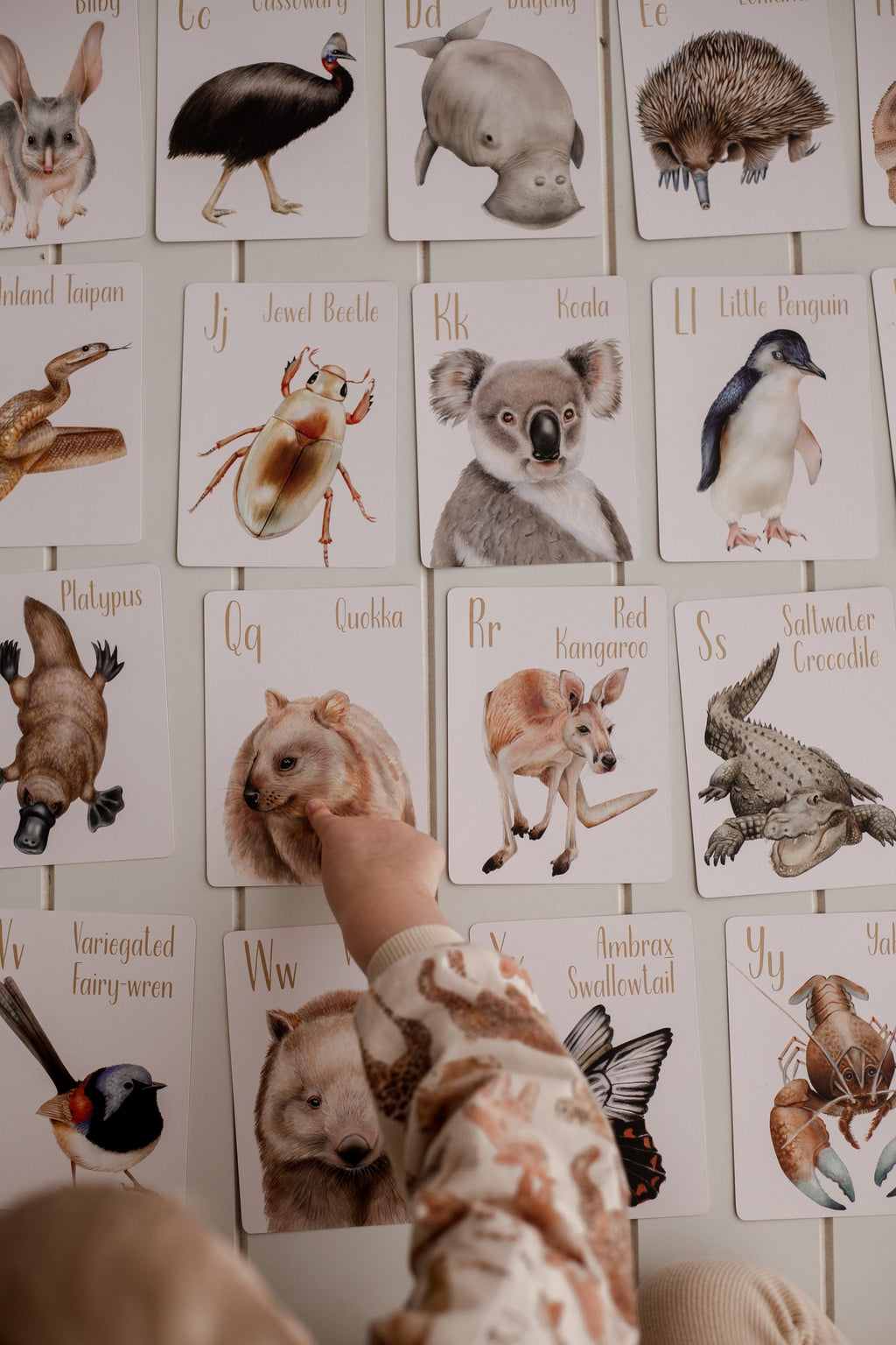 Australian Animal Alphabet Flash Cards product image 2